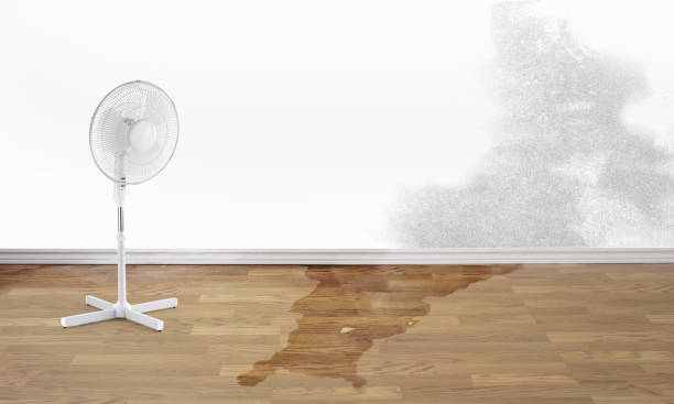 Best Carpet water damage restoration  in Jackson, WY